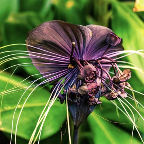 Black bat flower tacca - 2,