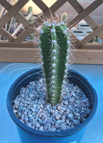 Neoraimondia herzogiana - neoraimondia,