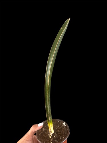 Sansevieria hallii baseball - hallii, ‘baseball