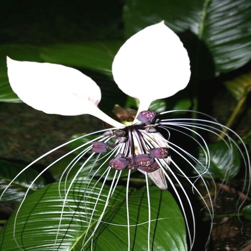 White bat orchid flower - bat,