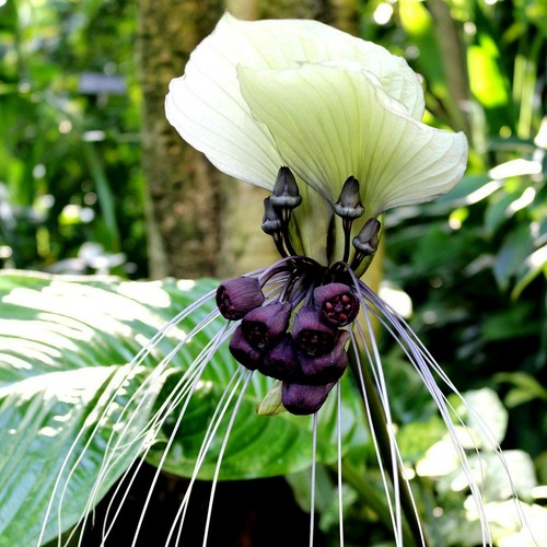 White bat orchid - 10,