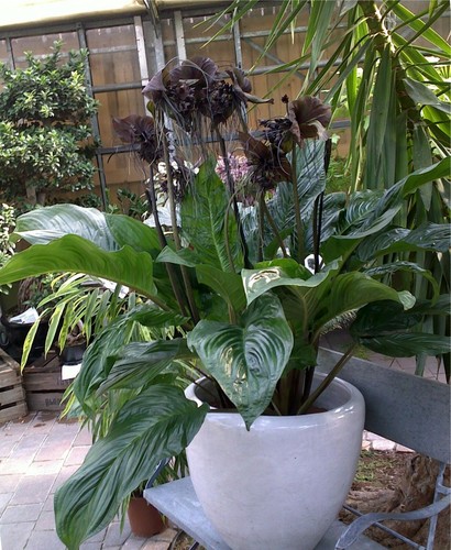 Tacca chantrieri seeds the - tacca, 10