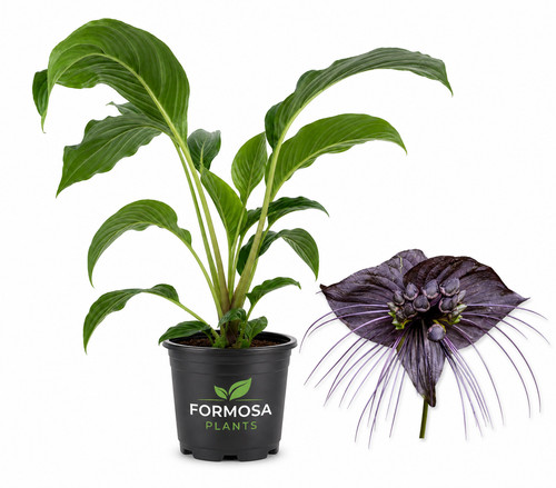 Black bat flower - flower, 1