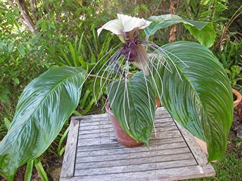 Imp tacca bat plant - plant, flower