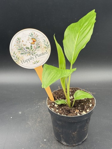 Tacca integrifolia white - tacca,