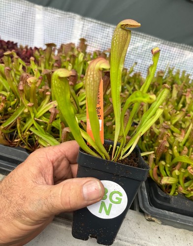 Sarracenia bug bat - sarracenia,