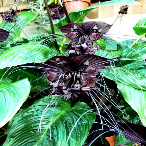 Black bat orchid flower seeds - flower,