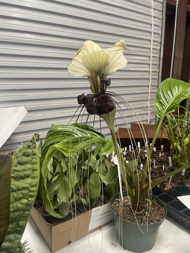 White bat plant - white,