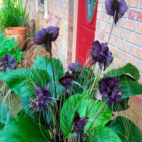 Black bat orchid flower seeds - bat,