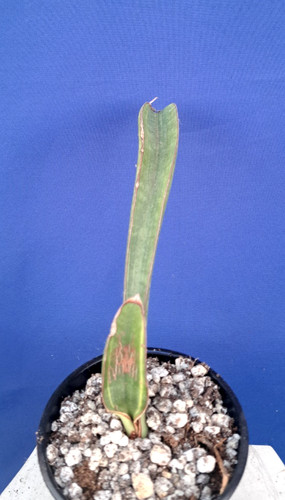 Sansevieria hallii basebal bat - hallii,