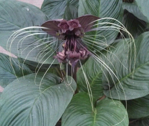 Black bat flower tacca - black, flower,