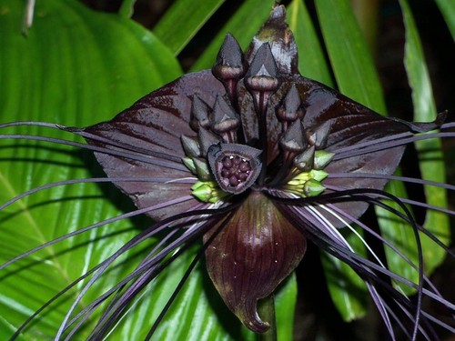 Rare black bat plant tacca - black, -tacca