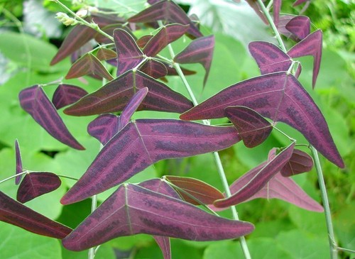 Red wing butterfly plant - red,
