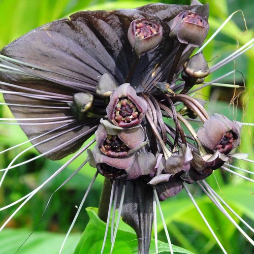 Black bat flower tacca - bat,