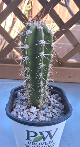 Neoraimondia herzogiana - neoraimondia,